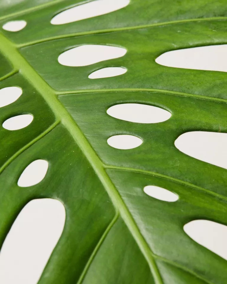 Swiss Cheese Plant Big Leaf