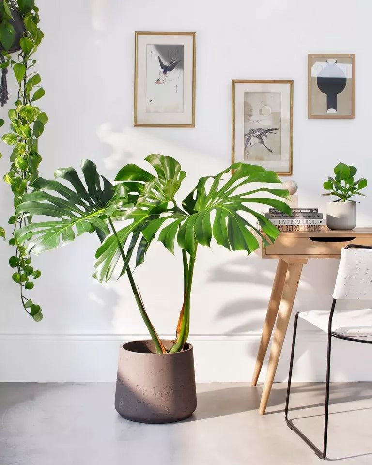 Swiss Cheese Plant Big Leaf